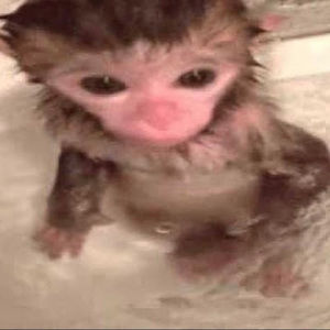 Meet your Posher, Ella